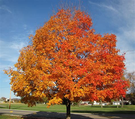 arbol de maple caracteristicas