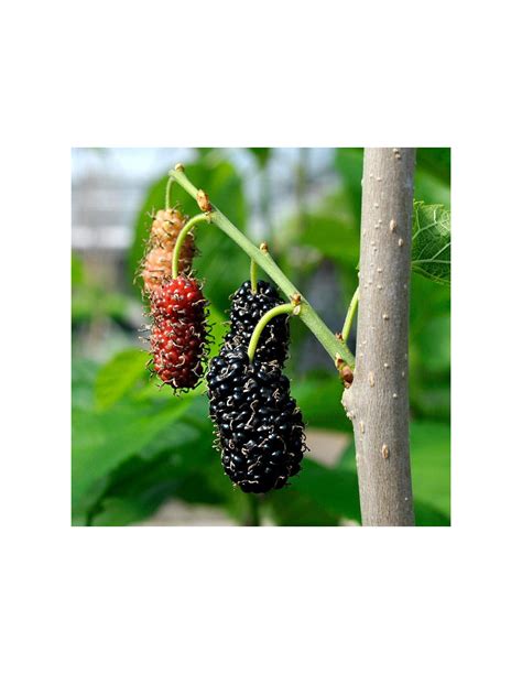 Arbol De Mora