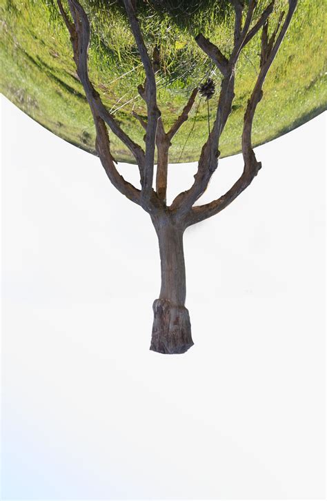 Arbol Sin Raices