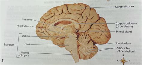 Arbor Vitae Brain
