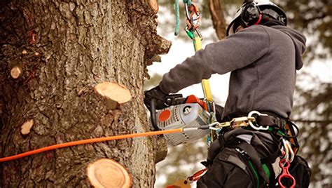 arborist - Etobicoke, ON - Job posting - Job Bank