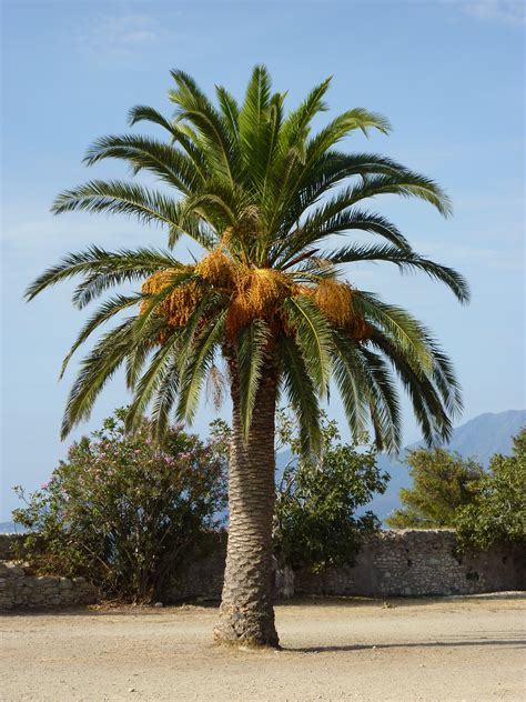arbre palmier
