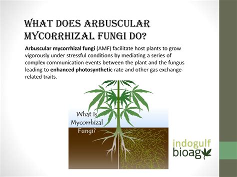 arbuscular mycorrhizal fungi ppt