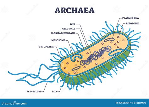 Archaea Diagram