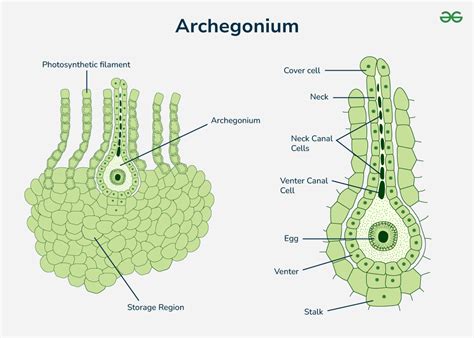 Archegonium Diagram