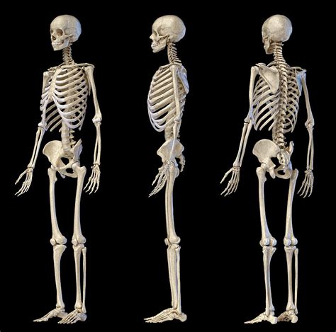 Archives For December 2016 Human Skeleton Supply Page Human Body Organs Unlabelled - Human Body Organs Unlabelled
