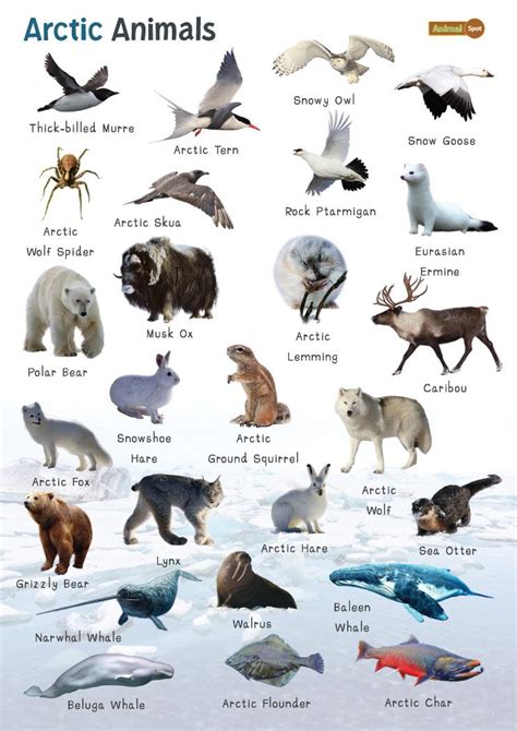 arctic animals whos that