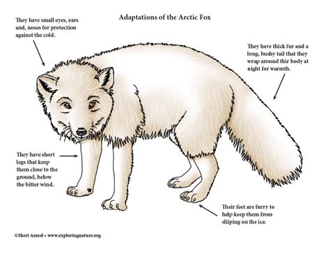 Arctic Fox Physiological Adaptations