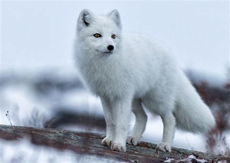 Arctic Foxes