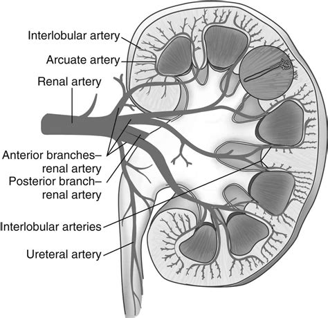 Arcuate Artery Kidney
