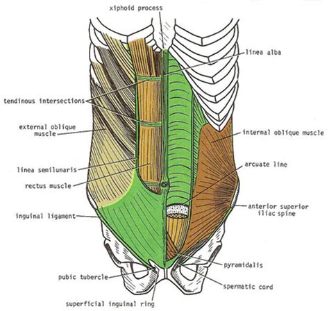 Arcuate Line