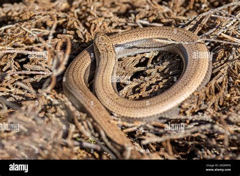 are Slow Worms protected ? - Wildlife Protection - The RSPB