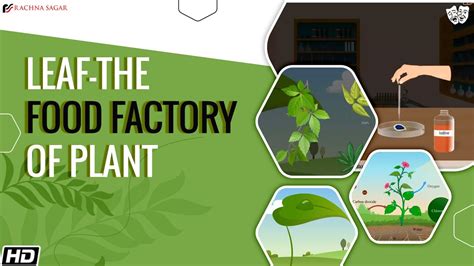 are called the food factories of the plants