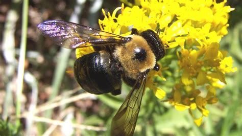 Are Carpenter Bees Pollinators