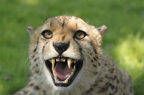 Are Cheetahs Dangerous