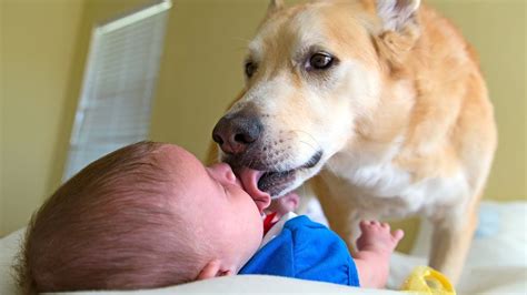 are dog kisses bad for babies