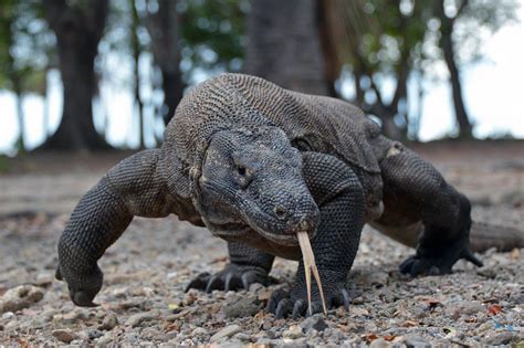 Are Dragons Real