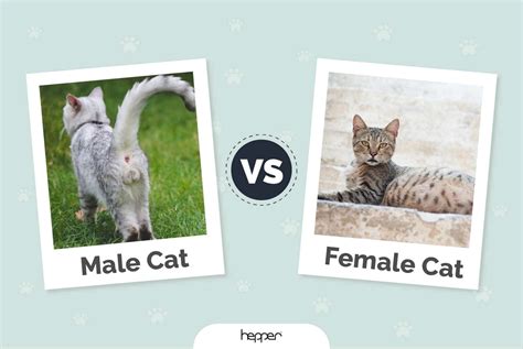 are girl or boy dogs better with cats