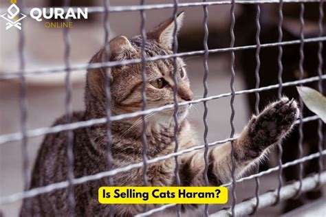 are having cats haram