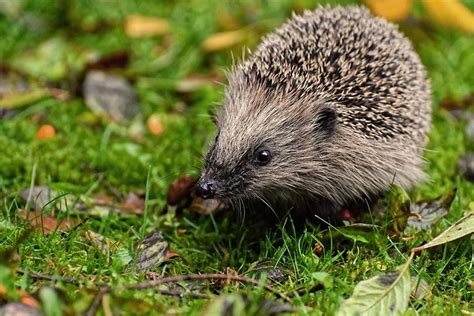 Are Hedgehogs Rodents