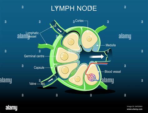 Are Lymph Nodes Part Of The Endocrine System