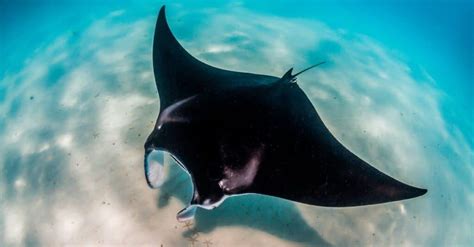 Are Manta Rays Dangerous