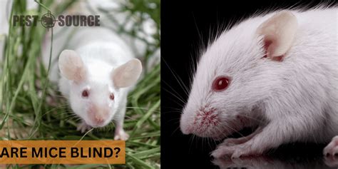 Are Mice Blind