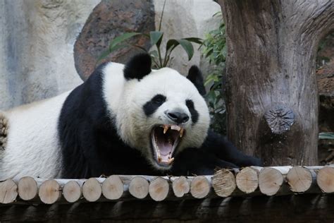 Are Panda Bears Dangerous