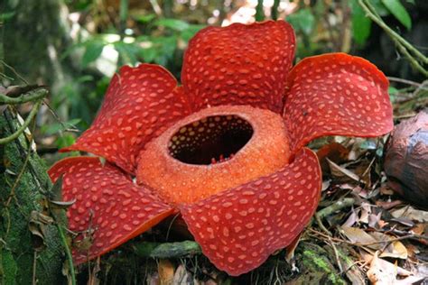are rafflesia flowers poisonous pets