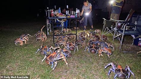 Are Robber Crabs Edible
