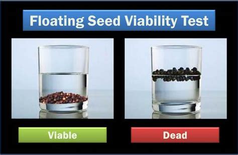 Are Seeds That Float Viable
