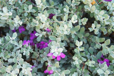 are texas sage roots invasive - hoteljanakicolombo.com