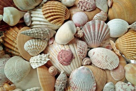 Are There Live Shells In The Seine