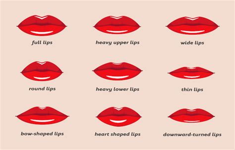 are thin lips attractive as attractive meaning chart