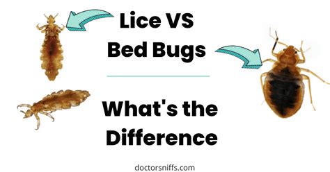 are thin lips attractive to bed bugs due