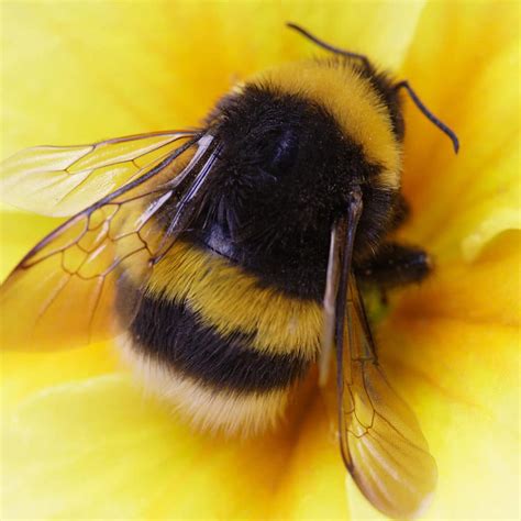 are thin lips attractive to bees like black