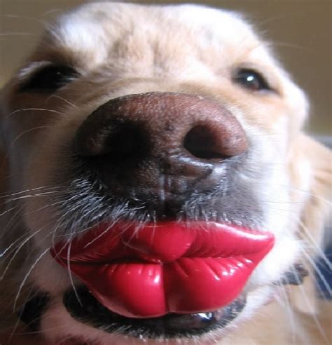 are thin lips bad for kissing dogs