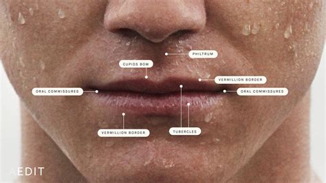 are thin lips dominant meaning medically