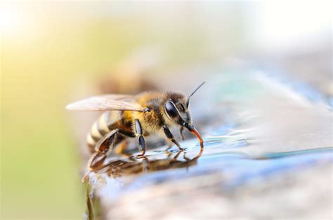 are thin lips more attractive to bees without