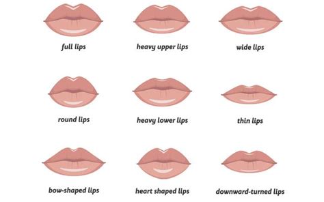 are thin lips more attractive women than menstru