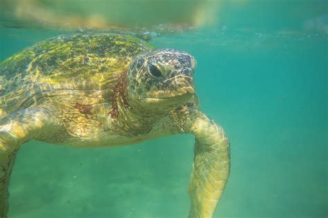 Are Turtles Smart Or Dumb