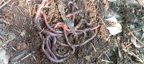 Are Worms Decomposers
