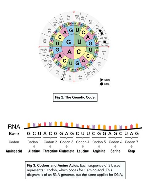Read Online Are Archetypes Biological Codes Code Biology 