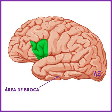 Area De Broca