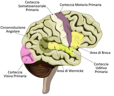 Area Di Broca