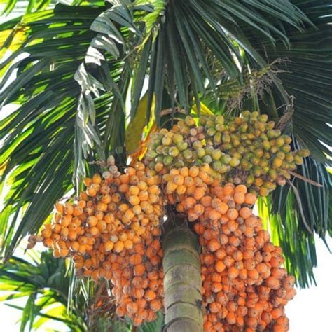 Areca Catechu Medicinal Uses