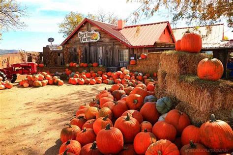 arizona pumpkin patch