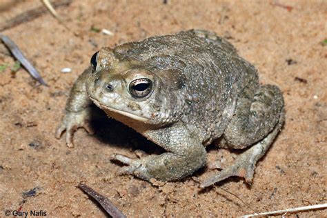 arizona toad