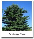 arkansas state tree
