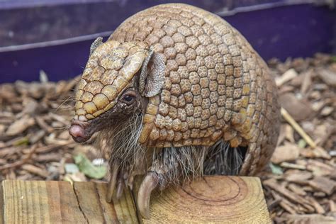 Armadillo Armadillo Armadillo